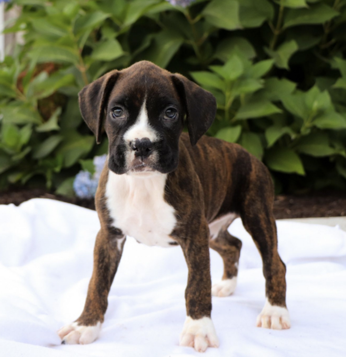 comprar cachorros sanos, baratos y asequibles para la venta